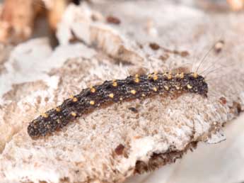  Chenille de Parascotia fuliginaria L. - Philippe Mothiron