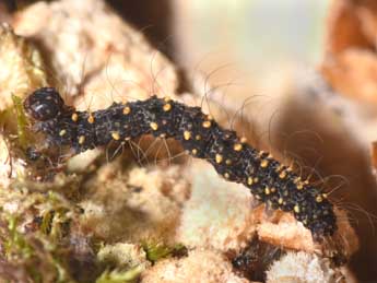  Chenille de Parascotia fuliginaria L. - Philippe Mothiron