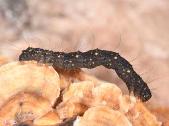  Chenille de Parascotia fuliginaria L. - ©Philippe Mothiron