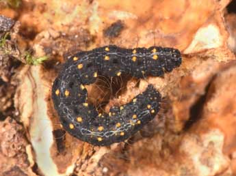  Chenille de Parascotia fuliginaria L. - ©Philippe Mothiron