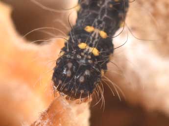  Chenille de Parascotia fuliginaria L. - ©Philippe Mothiron