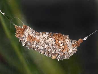  Chrysalide de Parascotia fuliginaria L. - Philippe Mothiron