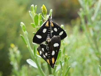 Anania funebris Strm adulte - Emmanuelle Champion