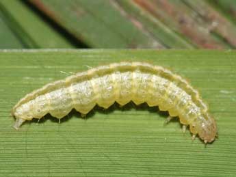  Chenille de Anania funebris Strm - ©Jean-Paul Coat