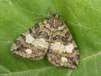 Hydriomena furcata Thnbg adulte - Philippe Mothiron