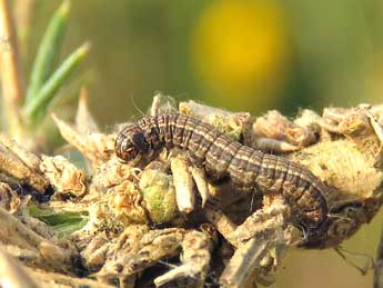  Chenille de Pempelia genistella Dup. - ©Ruben Meert