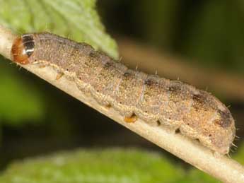  Chenille de Cirrhia gilvago D. & S. - ©Ludger Wirooks