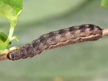  Chenille de Cirrhia gilvago D. & S. - ©Philippe Mothiron