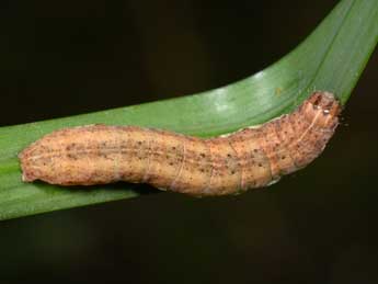  Chenille de Eugnorisma glareosa Esp. - ©Philippe Mothiron