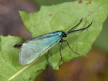 Jordanita globulariae Hb. adulte - Philippe Mothiron