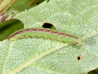  Chenille de Cucullia gnaphalii Hb. - Philippe Mothiron