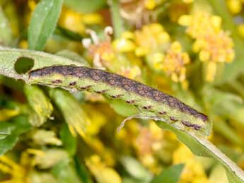  Chenille de Cucullia gnaphalii Hb. - Philippe Mothiron