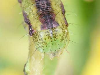  Chenille de Cucullia gnaphalii Hb. - ©Philippe Mothiron