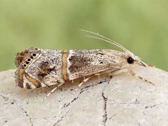 Euchromius gratiosella Car. adulte - ©Friedmar Graf