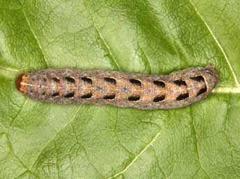  Chenille de Diarsia guadarramensis Brsn - ©Wolfgang Wagner, www.pyrgus.de