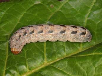  Chenille de Diarsia guadarramensis Brsn - Wolfgang Wagner, www.pyrgus.de