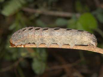  Chenille de Diarsia guadarramensis Brsn - ©Wolfgang Wagner, www.pyrgus.de