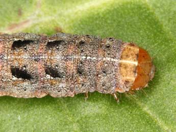  Chenille de Diarsia guadarramensis Brsn - ©Wolfgang Wagner, www.pyrgus.de