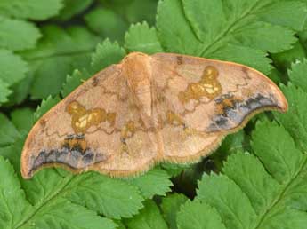 Sabra harpagula Esp. adulte - Philippe Mothiron