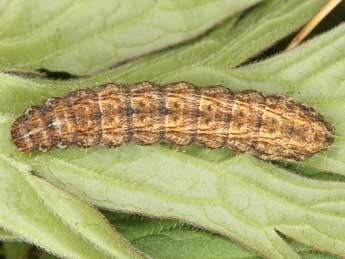  Chenille de Hoplodrina hesperica Duf. & Brs - Wolfgang Wagner, www.pyrgus.de