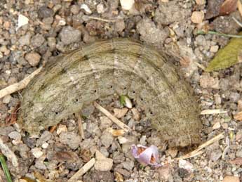  Chenille de Hoplodrina hesperica Duf. & Brs - Wolfgang Wagner, www.pyrgus.de