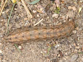  Chenille de Hoplodrina hesperica Duf. & Brs - Wolfgang Wagner, www.pyrgus.de