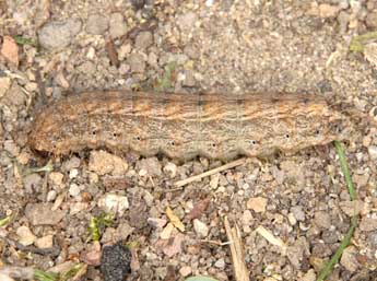  Chenille de Hoplodrina hesperica Duf. & Brs - Wolfgang Wagner, www.pyrgus.de