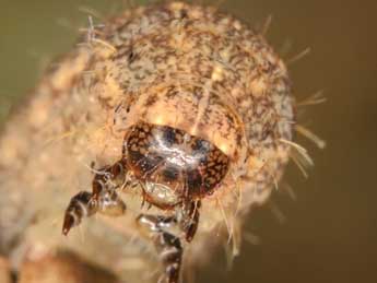  Chenille de Hoplodrina hesperica Duf. & Brs - Wolfgang Wagner, www.pyrgus.de