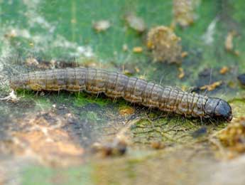  Chenille de Sciota hostilis Stph. - ©Kjeld Brehm