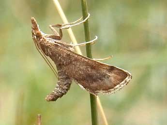 Metasia ibericalis Rag. adulte - ©Jean-Pierre Lamoline