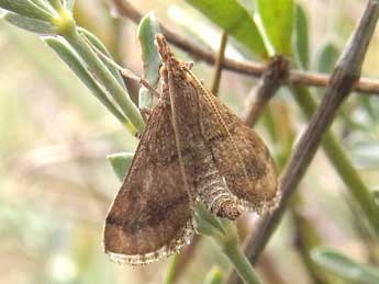 Metasia ibericalis Rag. adulte - ©Jean-Pierre Lamoline