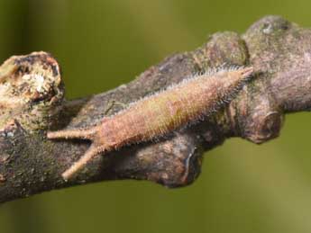  Chenille de Apatura ilia D. & S. - Philippe Mothiron