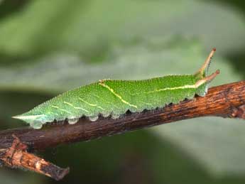  Chenille de Apatura ilia D. & S. - ©Philippe Mothiron