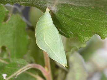  Chrysalide de Apatura ilia D. & S. - ©Philippe Mothiron