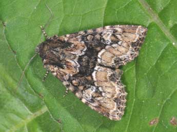 Apamea illyria Frr adulte - Philippe Mothiron