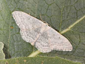 Scopula incanata L. adulte - Philippe Mothiron