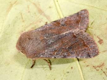 Orthosia incerta Hfn. adulte - Philippe Mothiron