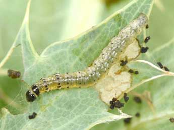  Chenille de Udea institalis Hb. - ©Philippe Mothiron