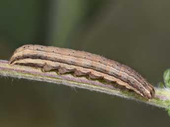  Chenille de Noctua interjecta Hb. - ©Philippe Mothiron