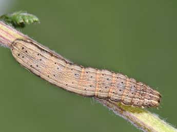  Chenille de Noctua interjecta Hb. - ©Philippe Mothiron