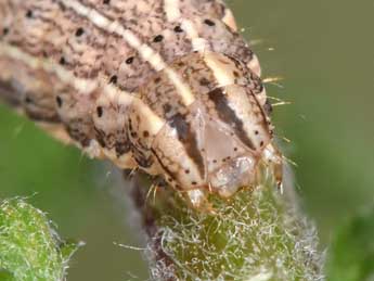  Chenille de Noctua interjecta Hb. - ©Philippe Mothiron