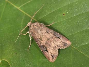 Agrotis ipsilon Hfn. adulte - ©Philippe Mothiron