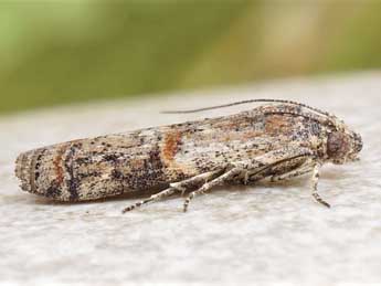 Ceutholopha isidis Z. adulte - Friedmar Graf