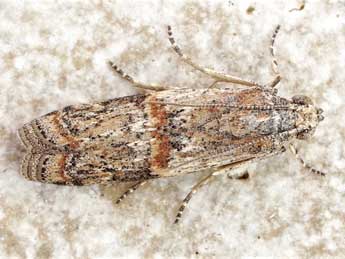 Ceutholopha isidis Z. adulte - Friedmar Graf