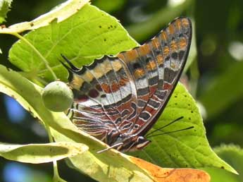 Charaxes jasius L. adulte - Philippe Mothiron