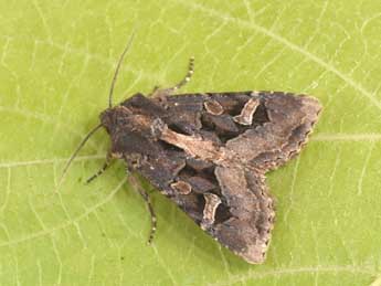 Trigonophora jodea H.-S. adulte - Philippe Mothiron