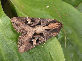 Trigonophora jodea H.-S. adulte - Philippe Mothiron