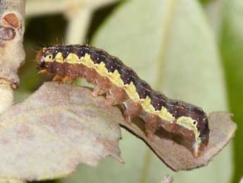  Chenille de Dryobota labecula Esp. - Philippe Mothiron