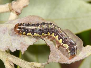  Chenille de Dryobota labecula Esp. - ©Philippe Mothiron