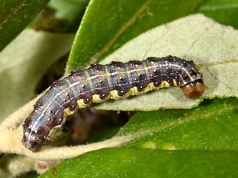  Chenille de Dryobota labecula Esp. - ©Philippe Mothiron